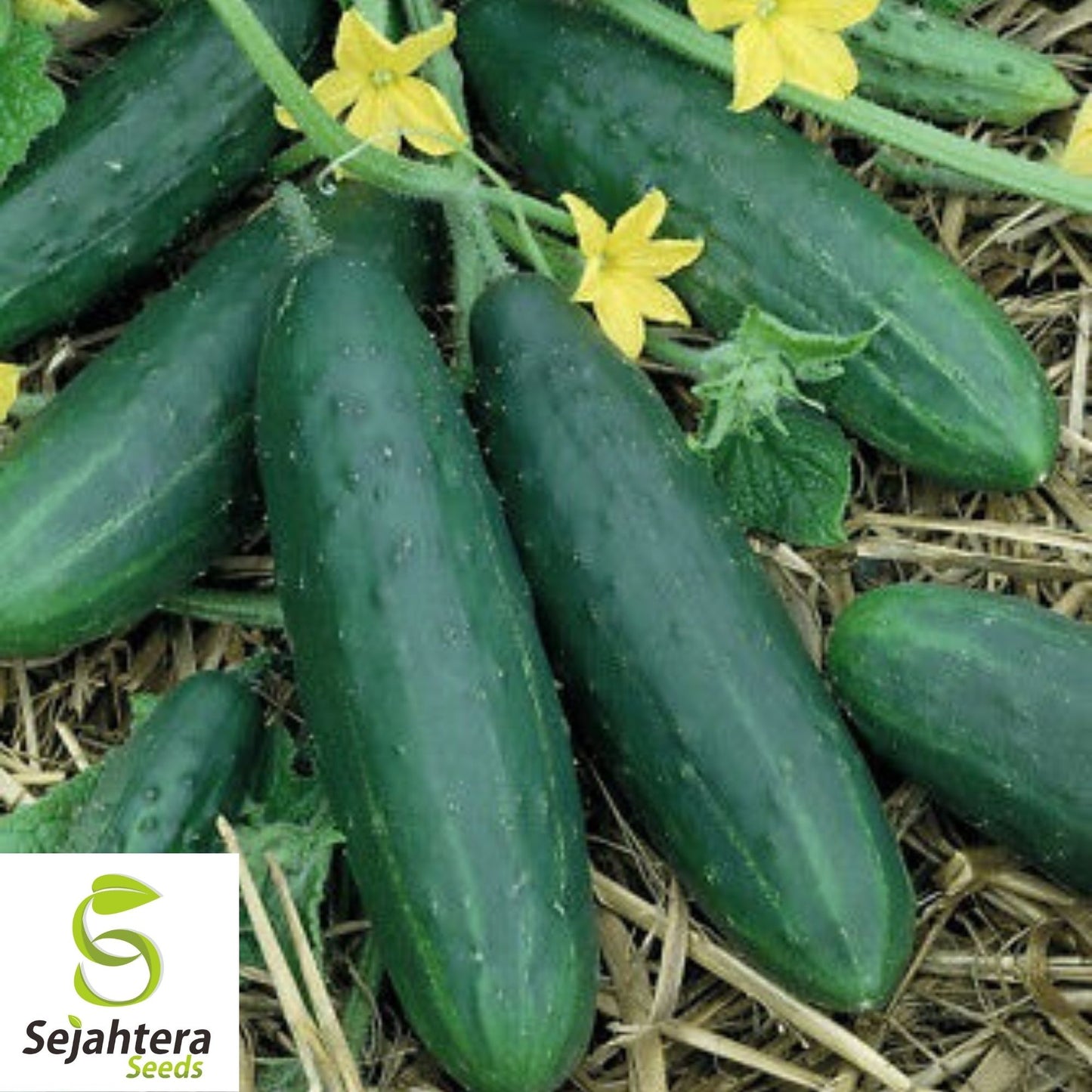 Spacemaster Cucumber Seeds 60+ Ct | Compact Vegetable Garden NON-GMO USA