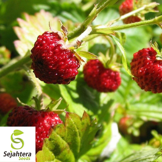 Alpine Strawberry Seeds {Fragaria vesca} Fast Growing 100+ Seeds
