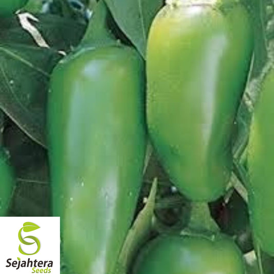 25+ Early Jalapeño Pepper Seeds - Heirloom, Non-GMO, Spicy & High-Yield Variety