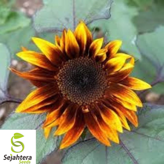 100+ Earthwalker Sunflower Seeds - Heirloom, Rare, Multi-Colored, Tall Blooms