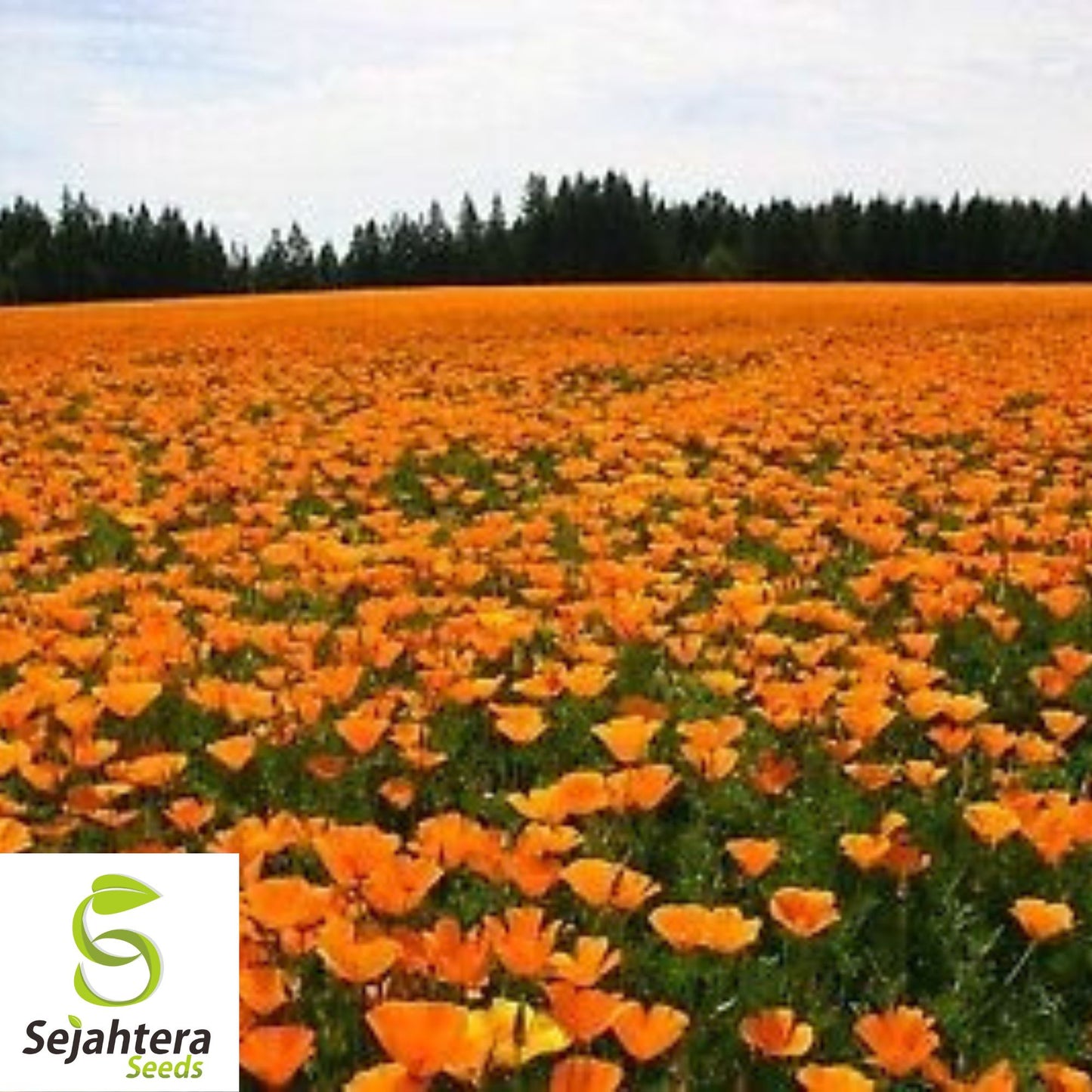 California Orange Poppy Seeds - 500+ Heirloom - Vibrant & Pollinator-Friendly