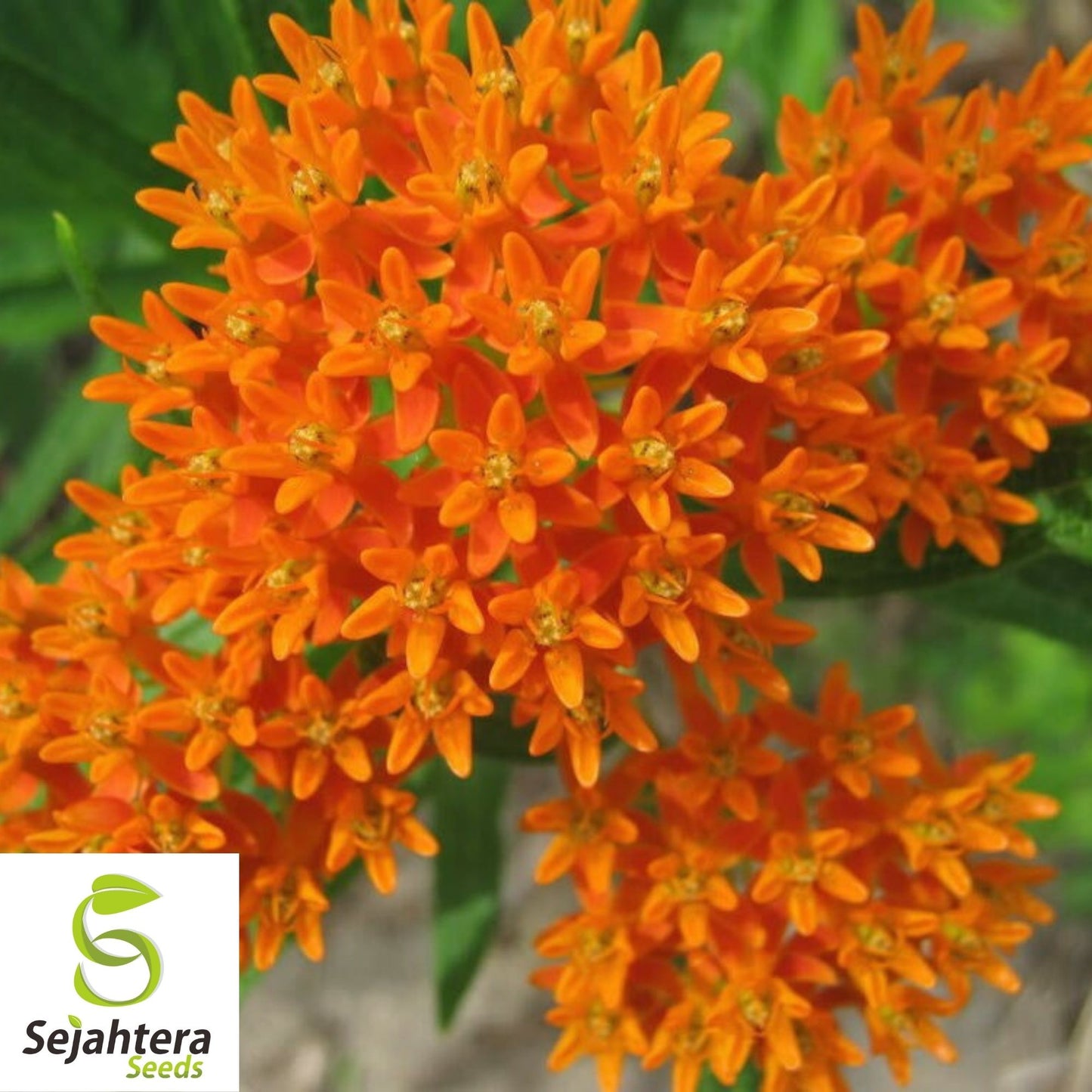 Butterfly Milkweed Seeds 30+ | Asclepias Tuberosa Perennial Wildflower USA