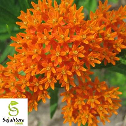 Butterfly Milkweed Seeds 30+ | Asclepias Tuberosa Perennial Wildflower USA