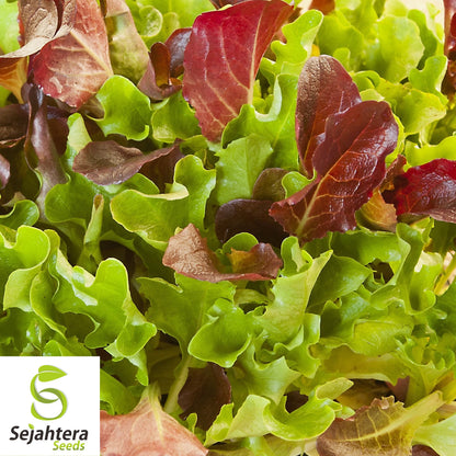 1000 Red Salad Bowl Lettuce Seeds - Non-GMO, Tender & Vibrant Greens