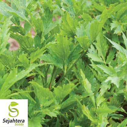 Lovage Seeds 250+ | Common Herb Heirloom Perennial NON-GMO USA