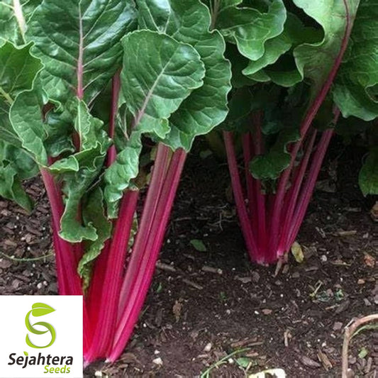 100 Pink Lipstick Swiss Chard Seeds - Heirloom, Non-GMO Vegetable Garden