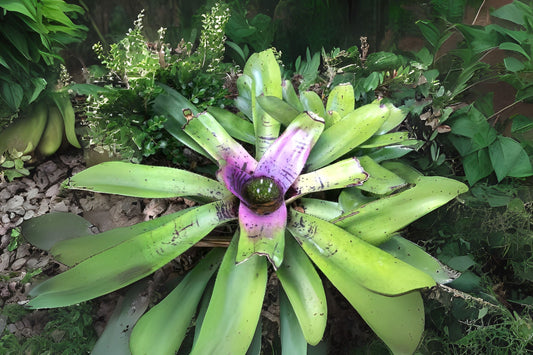 Neoregelia Concentrica Bromeliad Plant - 8" Pot Tropical Indoor Plant, Neoregelia concentrica