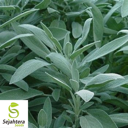 50 Broadleaf Sage Seeds - Non-GMO, Aromatic Herb for Culinary & Medicinal Use