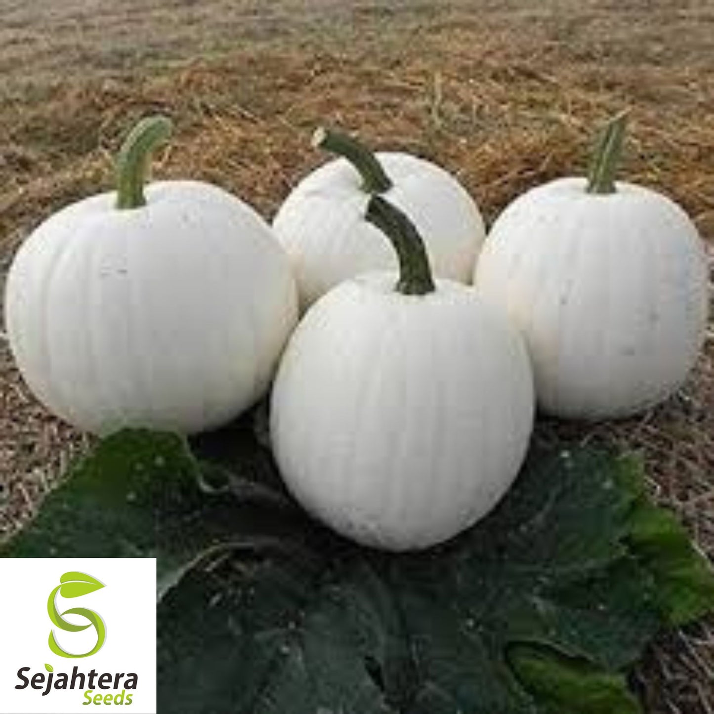 Casper White Pumpkin Seeds - 20+ Non-GMO, Rare, Fresh & Smooth White Skin