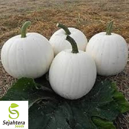 Casper White Pumpkin Seeds - 20+ Non-GMO, Rare, Fresh & Smooth White Skin