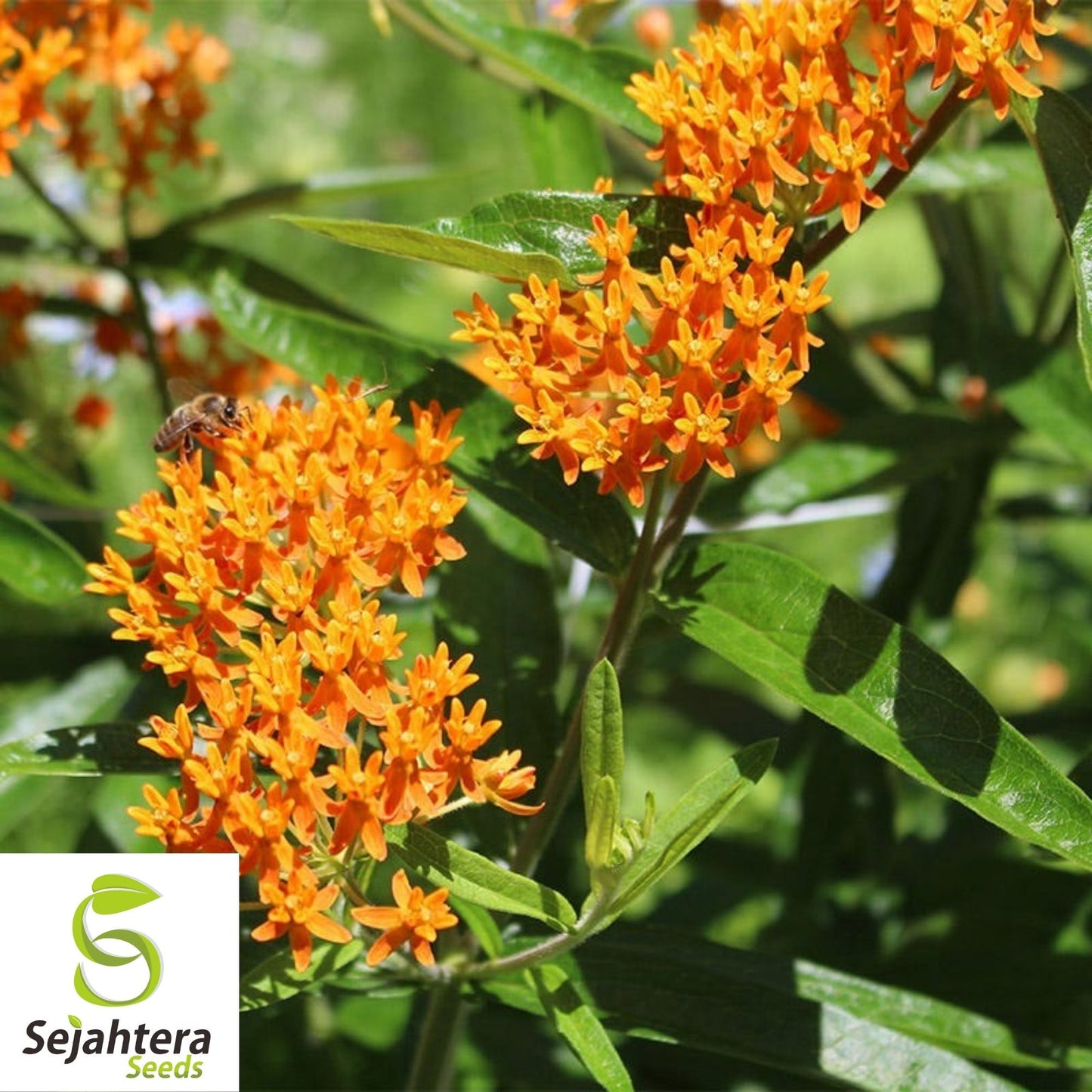 Butterfly Milkweed Seeds 30+ | Asclepias Tuberosa Perennial Wildflower USA
