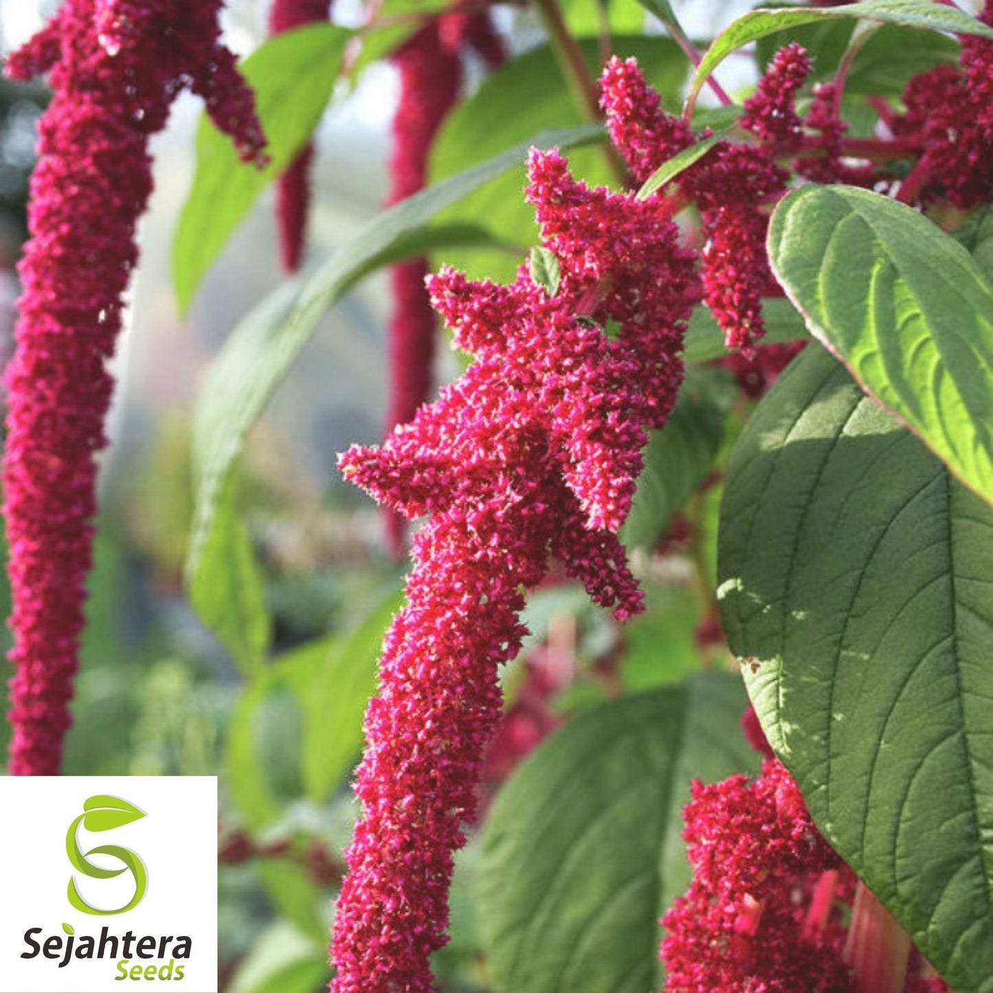 Amaranth Love Lies Bleeding Seeds 1000+ Annual CUT FLOWER NON-GMO USA