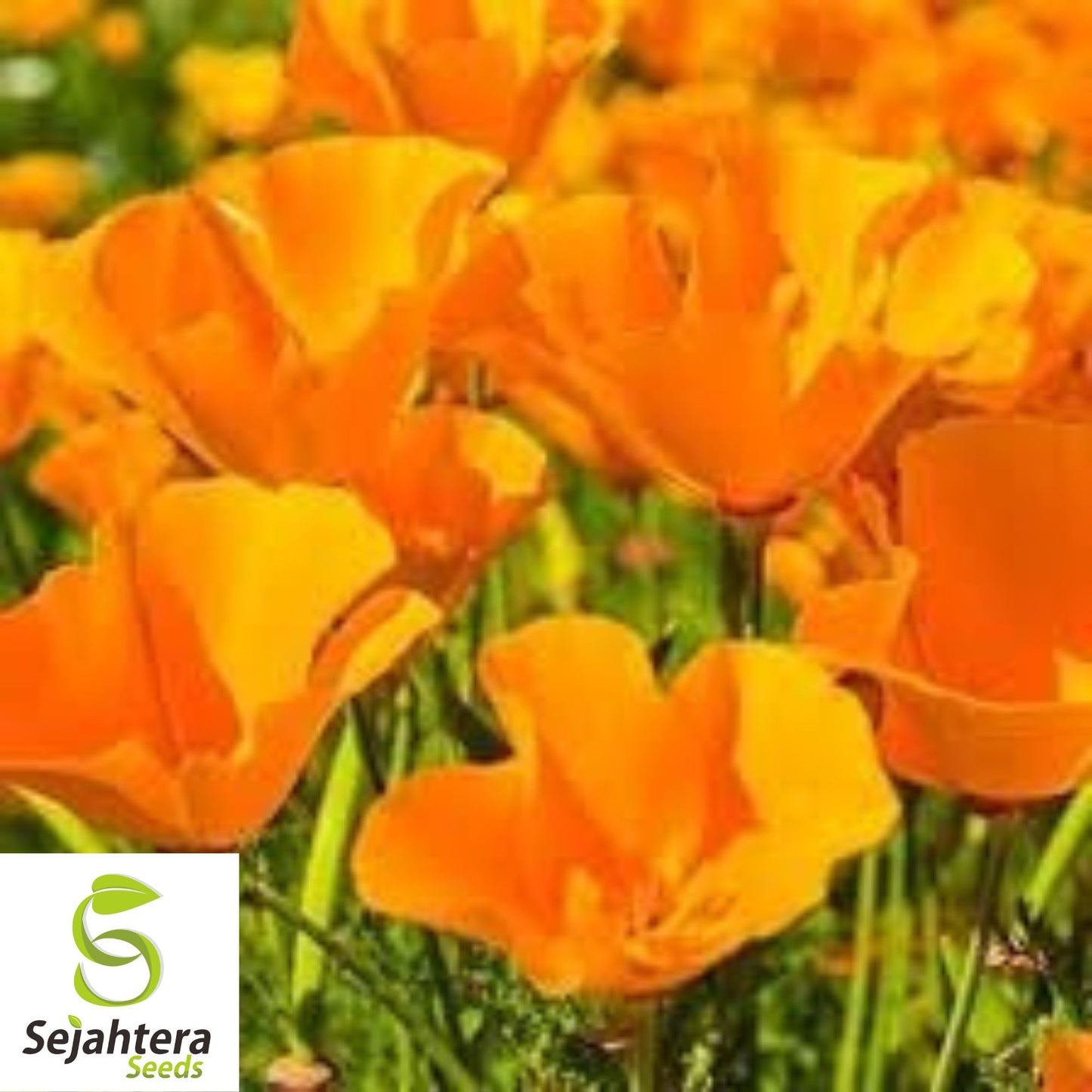 California Orange Poppy Seeds - 500+ Heirloom - Vibrant & Pollinator-Friendly