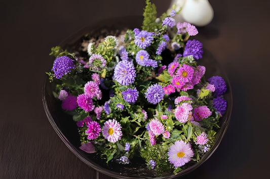 Powderpuff Aster (Callistephus chinensis 'Powderpuffs')