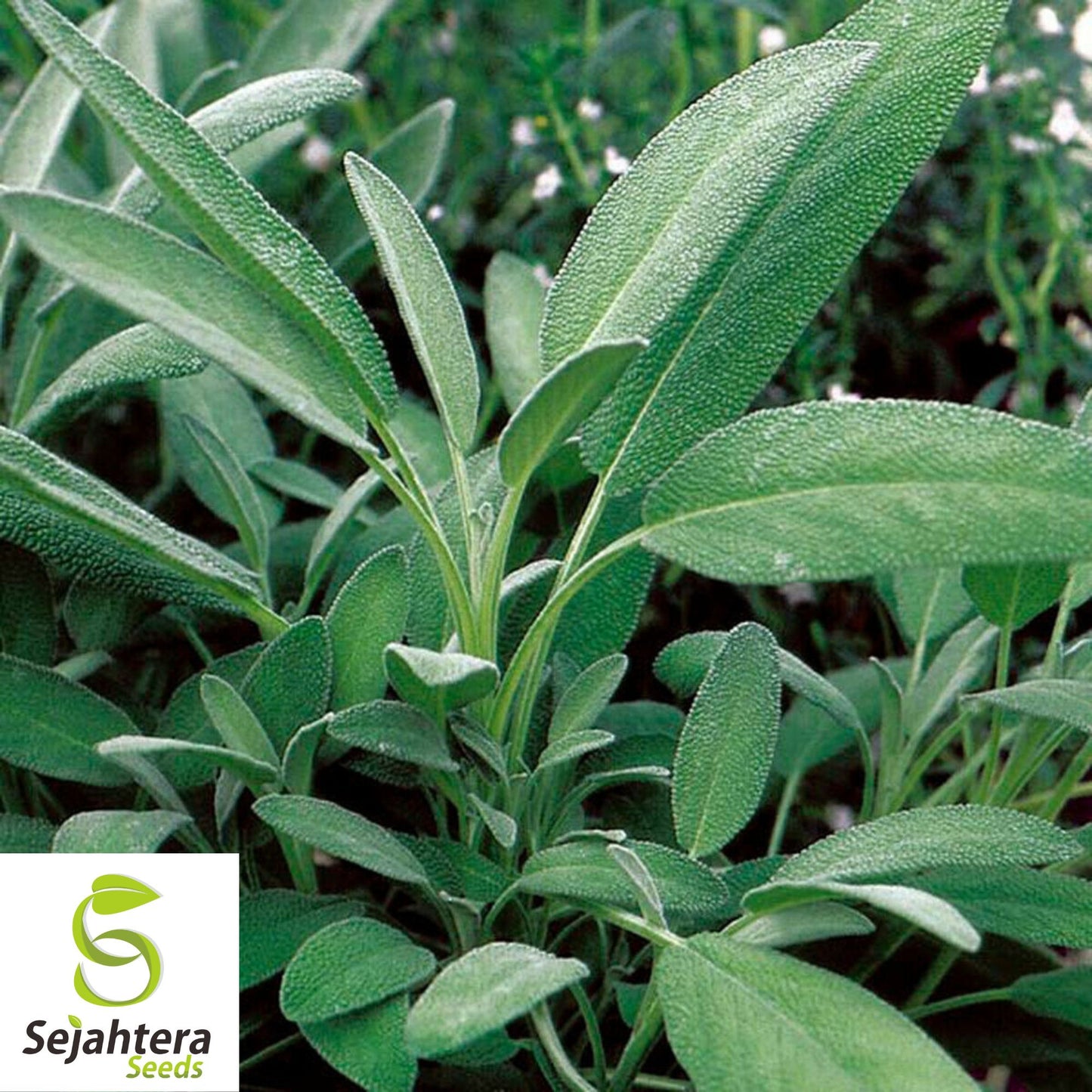 50 Broadleaf Sage Seeds - Non-GMO, Aromatic Herb for Culinary & Medicinal Use