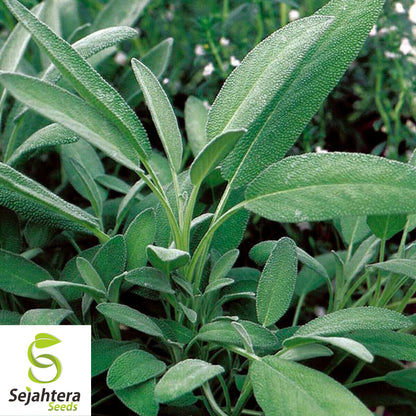 50 Broadleaf Sage Seeds - Non-GMO, Aromatic Herb for Culinary & Medicinal Use