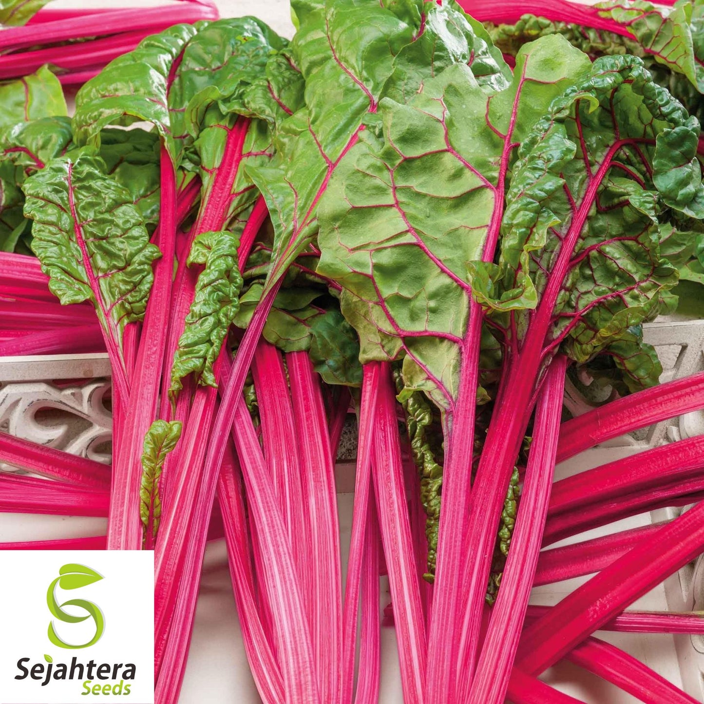 100 Pink Lipstick Swiss Chard Seeds - Heirloom, Non-GMO Vegetable Garden