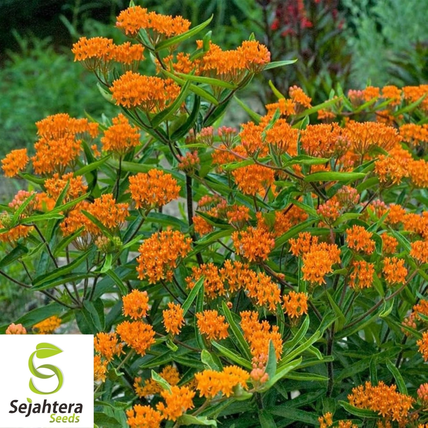 Butterfly Milkweed Seeds 30+ | Asclepias Tuberosa Perennial Wildflower USA