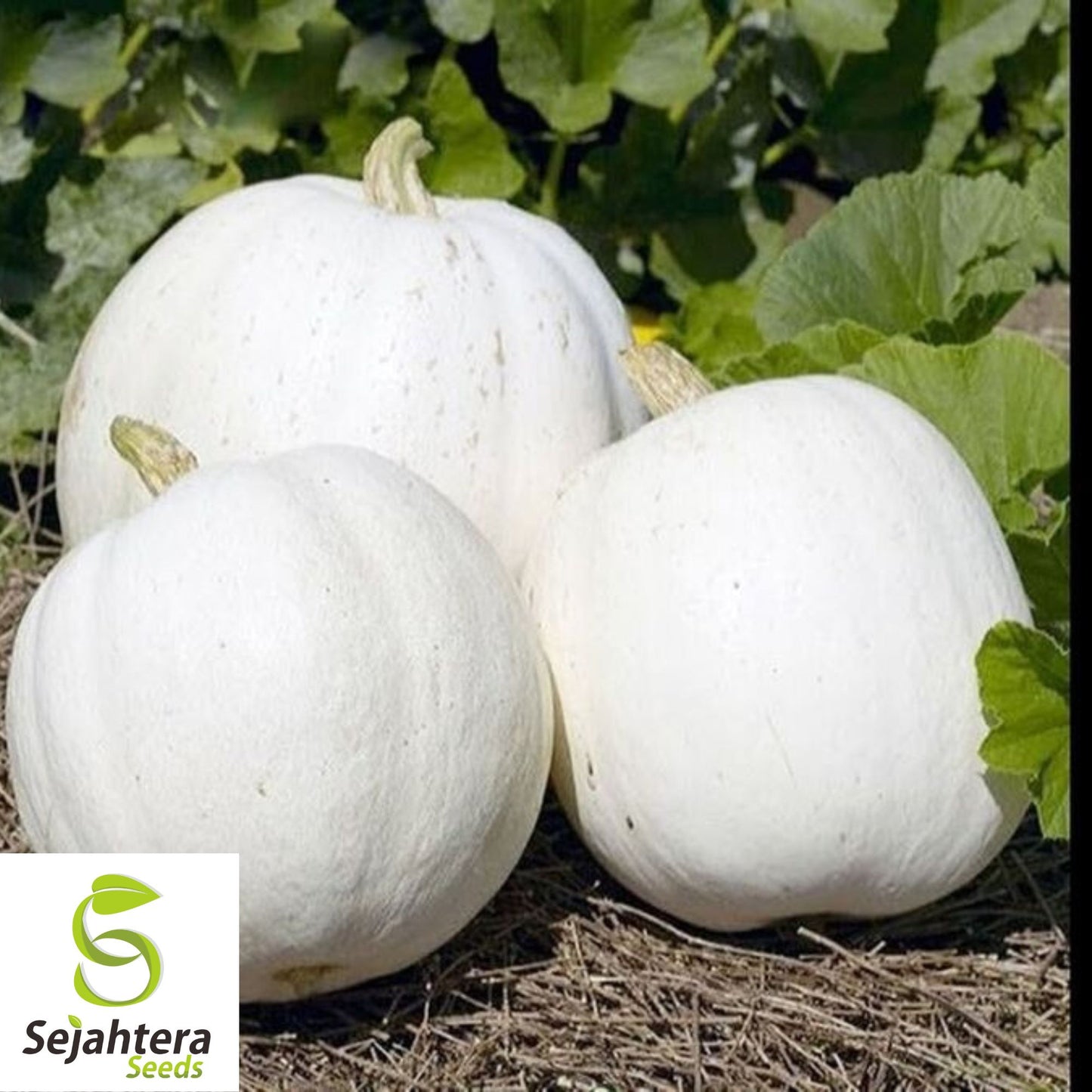 Casper White Pumpkin Seeds - 20+ Non-GMO, Rare, Fresh & Smooth White Skin
