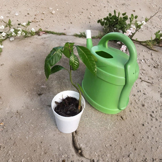 Irwin Dwarf Mango Tree – Mangifera indica ‘Irwin’ Live Starter Plant | 8–12 Inches Tall | Compact Tropical Variety  Sweet Fiberless Fruit | Container Friendly | Patio & Small Garden Ready