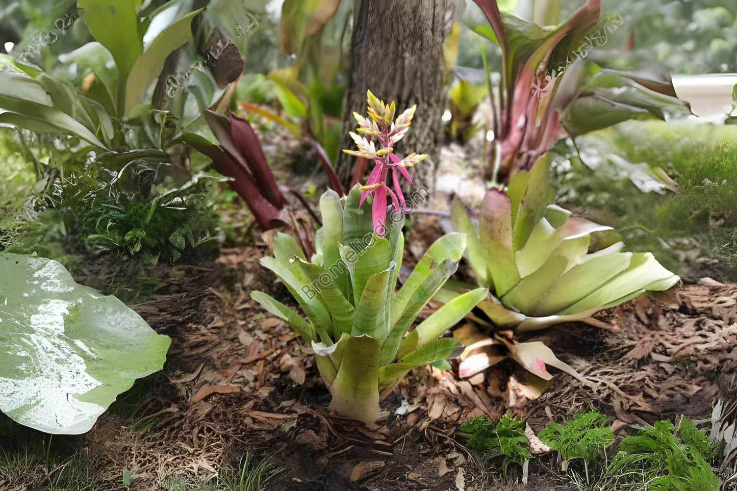 Aechmea Fantasia Plant in 9" Pot | Green Foliage with Yellow Bract & Pink Petals | Aechmea Hybrid for Interior & Landscape
