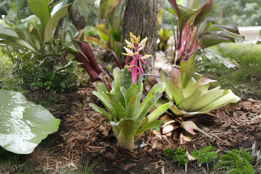 Aechmea Fantasia Plant in 9" Pot | Green Foliage with Yellow Bract & Pink Petals | Aechmea Hybrid for Interior & Landscape