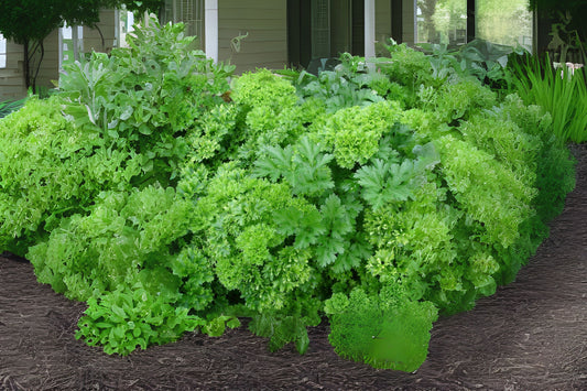 Parsley (Petroselinum crispum Triple Curled)