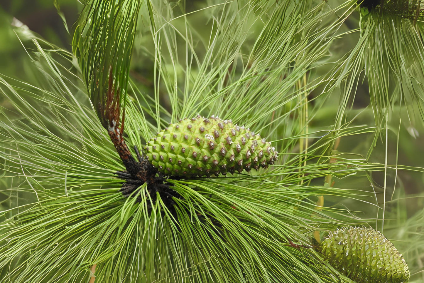 Smooth-bark Mexican Pine (Pinus pseudostrobus)