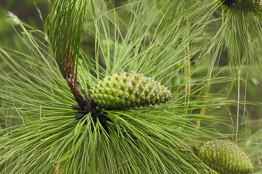 Smooth-bark Mexican Pine (Pinus pseudostrobus)