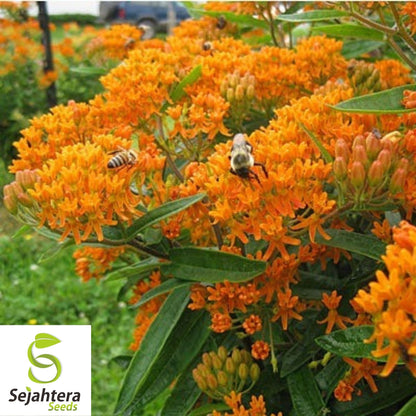 Butterfly Milkweed Seeds 30+ | Asclepias Tuberosa Perennial Wildflower USA