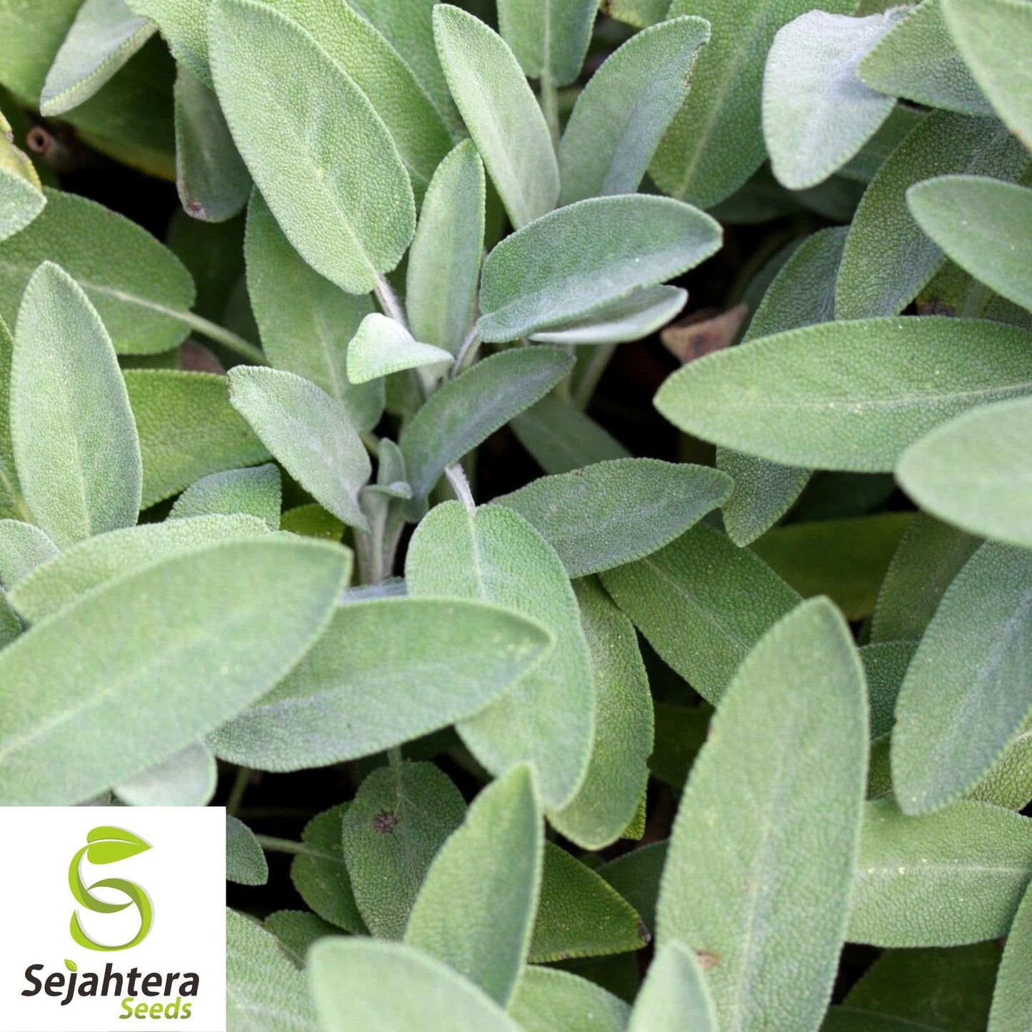 50 Broadleaf Sage Seeds - Non-GMO, Aromatic Herb for Culinary & Medicinal Use