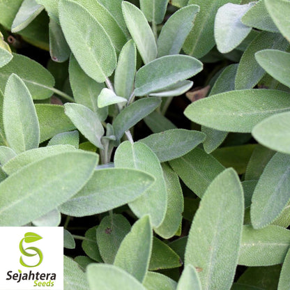 50 Broadleaf Sage Seeds - Non-GMO, Aromatic Herb for Culinary & Medicinal Use