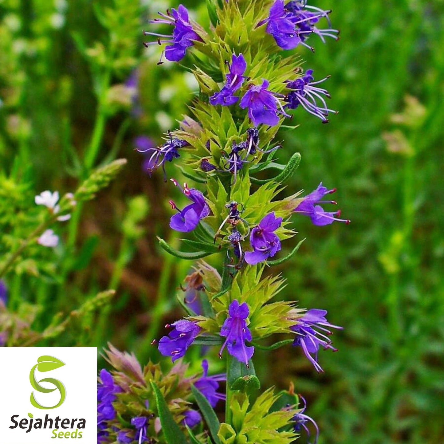 Hyssop Seeds 500+ | Common Herb Heirloom Perennial NON-GMO USA