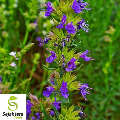 Hyssop Seeds 500+ | Common Herb Heirloom Perennial NON-GMO USA