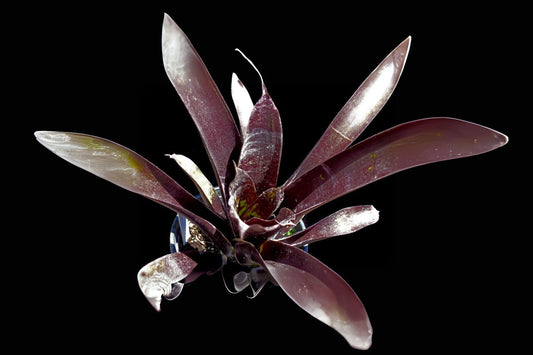 Bromeliad Vriesea Sanguinolenta 9" Pot, Green & Burgundy Foliage, Wehauhia sanguinolenta, Shade to Partial Light Plant