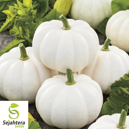Casper White Pumpkin Seeds - 20+ Non-GMO, Rare, Fresh & Smooth White Skin