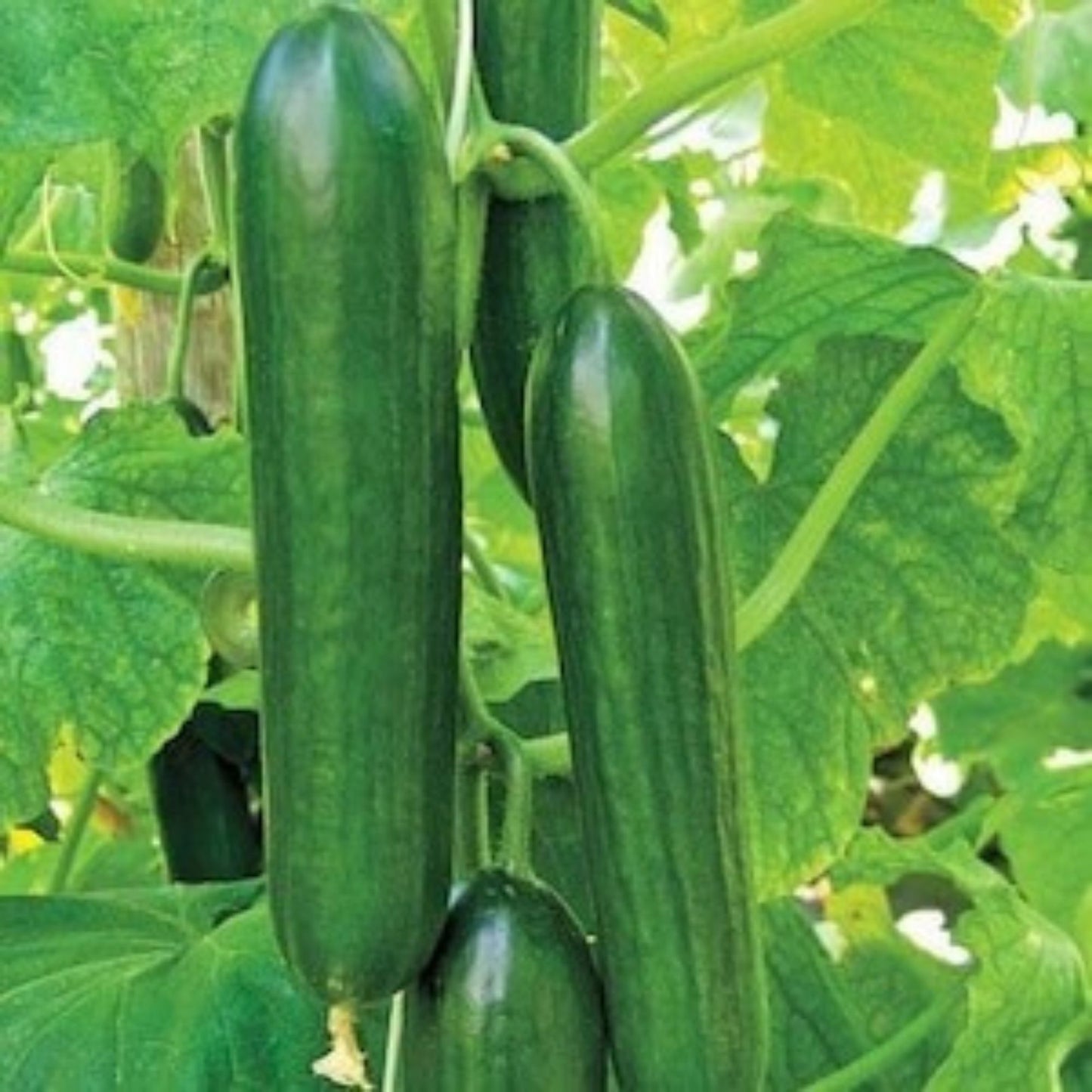 Spacemaster Cucumber Seeds 60+ Ct | Compact Vegetable Garden NON-GMO USA