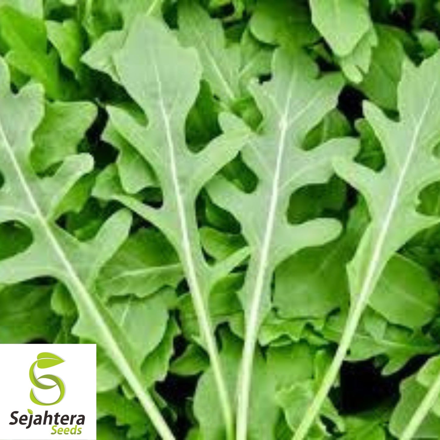 1000+ Rocket Arugula Seeds (Eruca sativa) - Non-GMO, Peppery & Fast-Growing