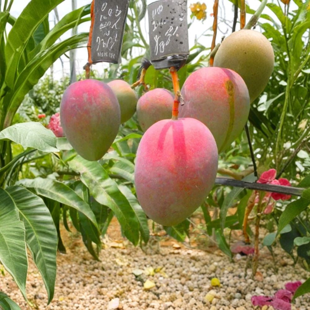 Irwin Dwarf Mango Tree – Mangifera indica ‘Irwin’ Live Starter Plant | 8–12 Inches Tall | Compact Tropical Variety  Sweet Fiberless Fruit | Container Friendly | Patio & Small Garden Ready