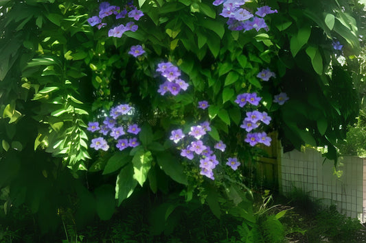 Blue Sky Vine Live Plant - Starter Size Thunbergia grandiflora with Lavender Blue Flowers - Fast Growing Tropical Climber