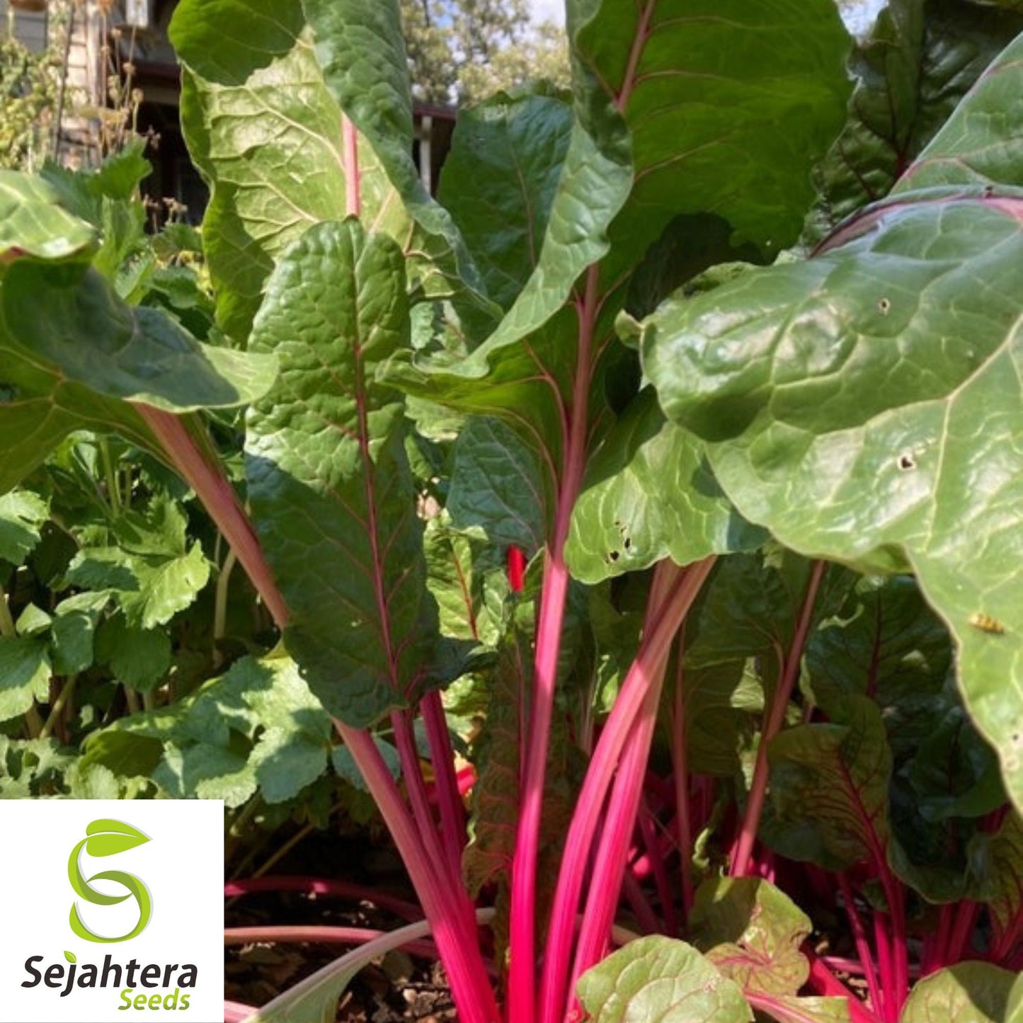 100 Pink Lipstick Swiss Chard Seeds - Heirloom, Non-GMO Vegetable Garden