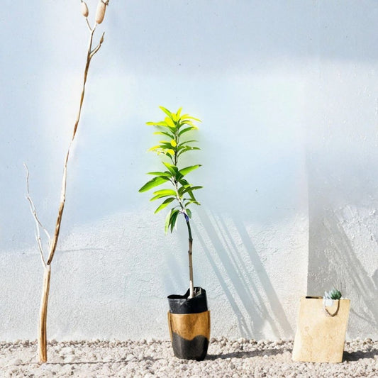 Coconut Cream Mango Tree – Mangifera indica Live Grafted Tree | USDA Certified | Rare Premium Variety  True-to-Type Fruit | Early Bearing | Tropical Collector Favorite