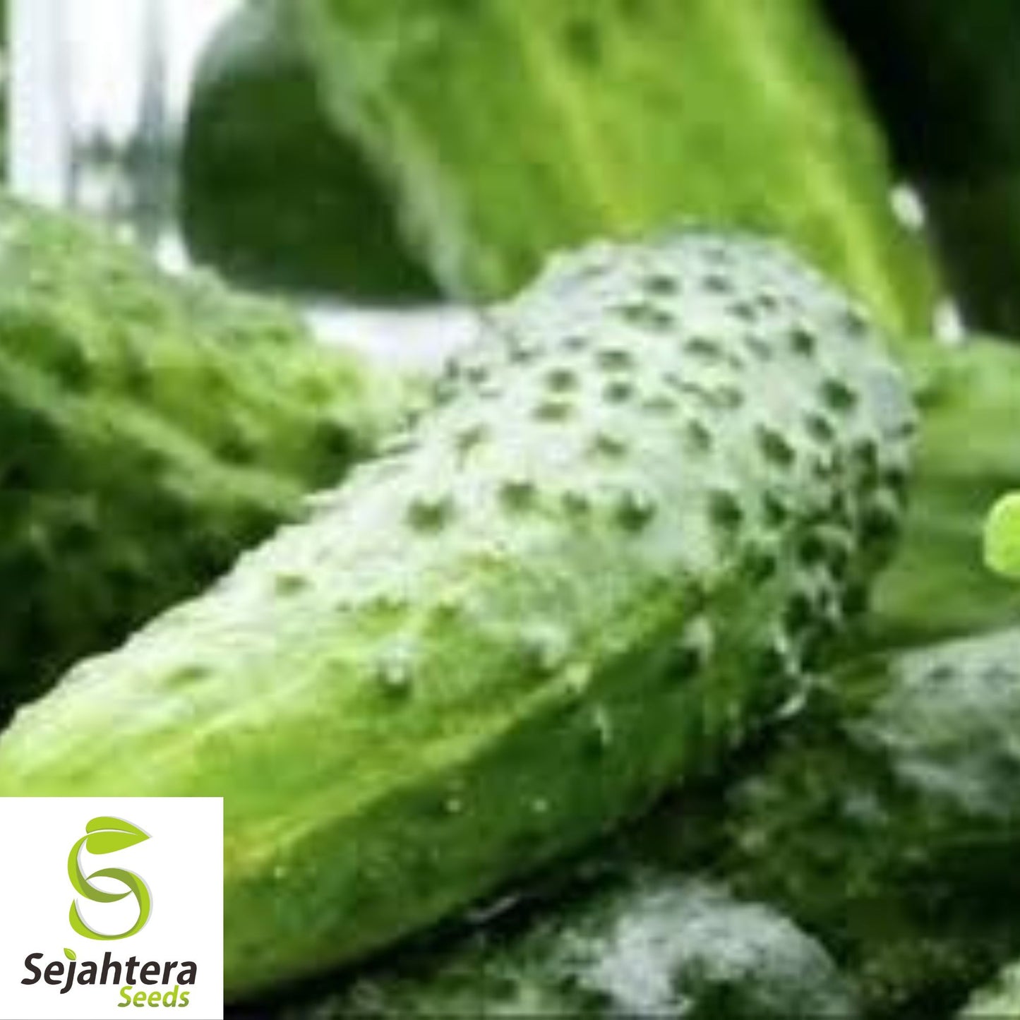 Boston Pickling Cucumber Seeds - 100+ Heirloom, Non-GMO, Crisp & High-Yield