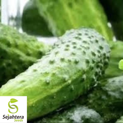 Boston Pickling Cucumber Seeds - 100+ Heirloom, Non-GMO, Crisp & High-Yield