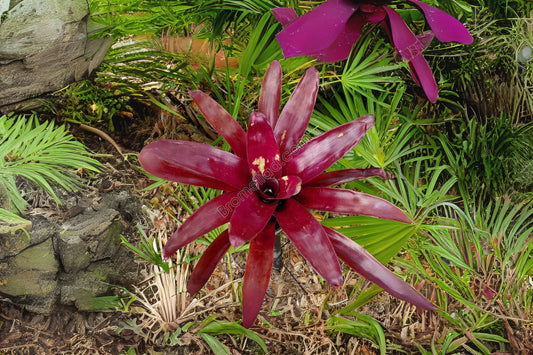 Bromeliad Neoregelia Patches 6" Pot - Burgundy Red Foliage with Green Splotches - Neoregelia spp. for Indoor & Landscape Use