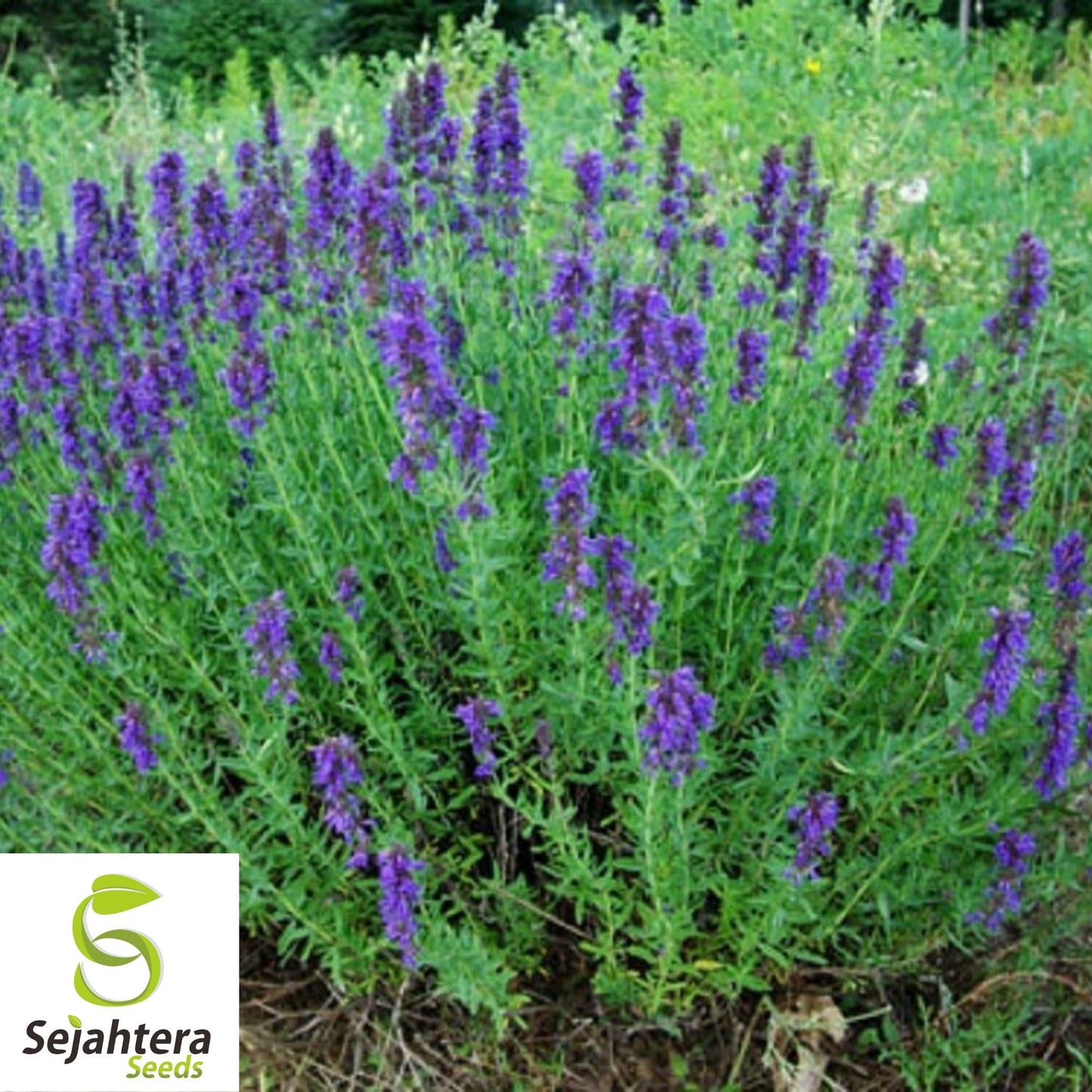 Hyssop Seeds 500+ | Common Herb Heirloom Perennial NON-GMO USA
