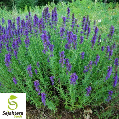 Hyssop Seeds 500+ | Common Herb Heirloom Perennial NON-GMO USA
