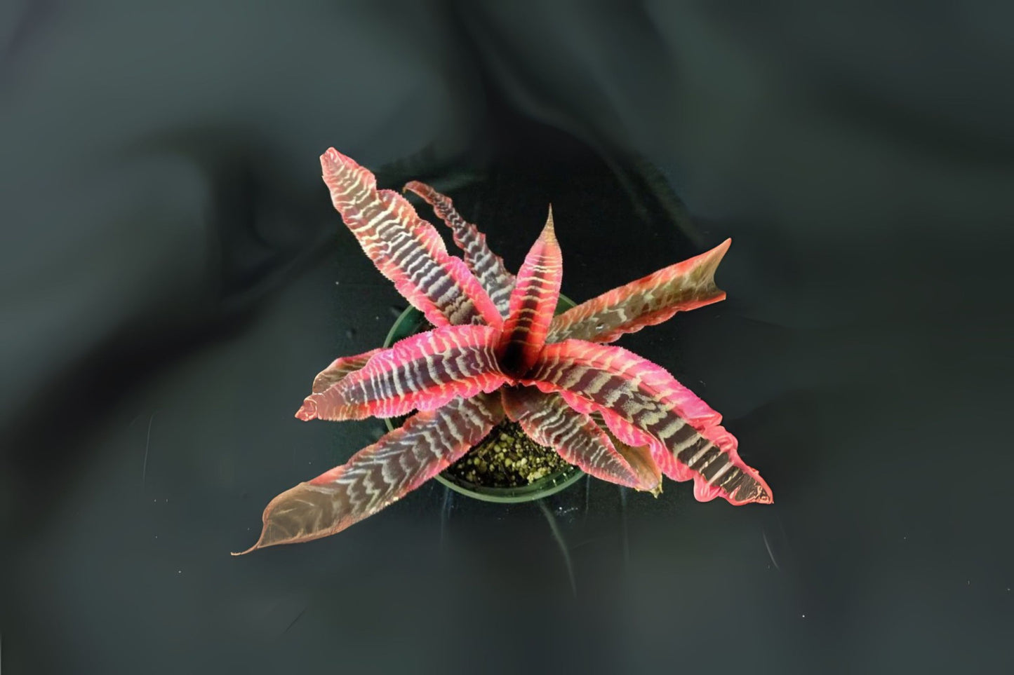 Cryptanthus Plant in 5" Pot, Elaine Variety - Unique Earth Star Plant, Cryptanthus spp. Perfect for Indoor Gardening and Decor.