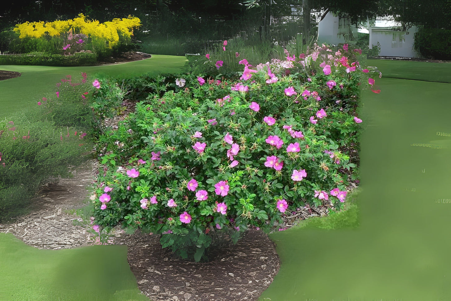 Red Rugosa Rose (Rosa rugosa 'Rubra')
