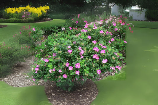Red Rugosa Rose (Rosa rugosa 'Rubra')